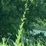 Silphium asteriscus Leaf