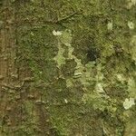 Pachira dolichocalyx Bark