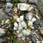 Arabis ferdinandi-coburgiiFlower