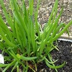 Allium fistulosum Blad