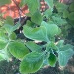 Coleus barbatus Leht