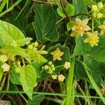 Cynanchum insipidum Blatt