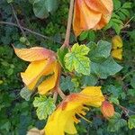 Fremontodendron mexicanum Leaf