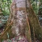 Julbernardia seretii Corteza