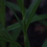 Scirpus atrovirens Likasa