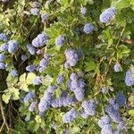 Ceanothus arboreus Blomst