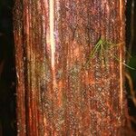 Amaioua guianensis 樹皮