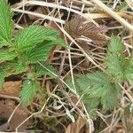 Filipendula ulmaria Leaf