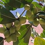 Acokanthera oblongifolia Fruit