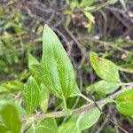 Encelia californica पत्ता