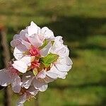 Prunus tomentosa Квітка