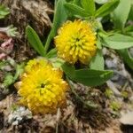 Trifolium badium Lorea