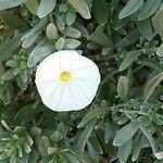 Convolvulus cneorum Flower