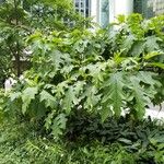 Solanum wrightii Blatt