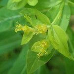 Euphorbia hyberna ফুল