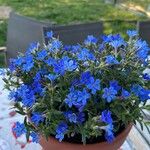 Glandora prostrata 花