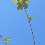 Guazuma ulmifolia 葉
