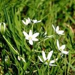 Ornithogalum divergens Alkat (teljes növény)