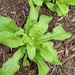 Calendula officinalis花