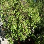 Ageratina ligustrina Hábito