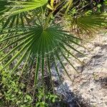 Washingtonia filiferaLeaf