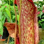 Nepenthes mirabilis Blomma