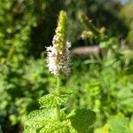 Mentha suaveolens Blomma