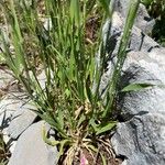 Brachypodium distachyon Leaf