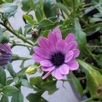 Osteospermum spp. Flors