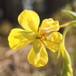 Tuberaria lignosa Blüte