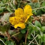 Geum pyrenaicum Leaf