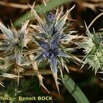 Eryngium galioides Other