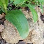 Himantoglossum robertianum Blatt