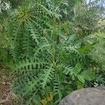 Sonchus canariensis Blatt