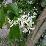 Chionanthus retusus Blüte