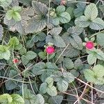 Potentilla indica عادت داشتن