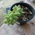 Sedum burrito Feuille