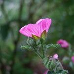 Anisodontea scabrosa Flower