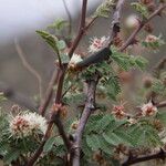 Mimosa aculeaticarpa Otro