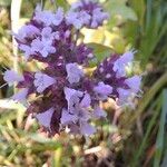 Origanum majorana Flower