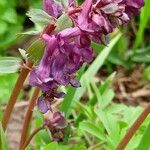 Corydalis solida Цвят