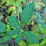 Rubus elegantispinosus Folio