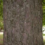 Nothofagus obliqua Corteza