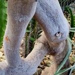 Simmondsia chinensis Φλοιός