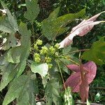 Macaranga triloba Habit