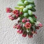 Sedum morganianum Blüte