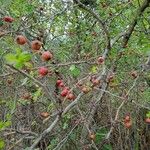 Crataegus laevigataFruto