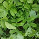 Raphanus sativus 葉