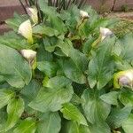 Arum hygrophilum Çiçek
