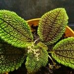 Pilea involucrata Ліст